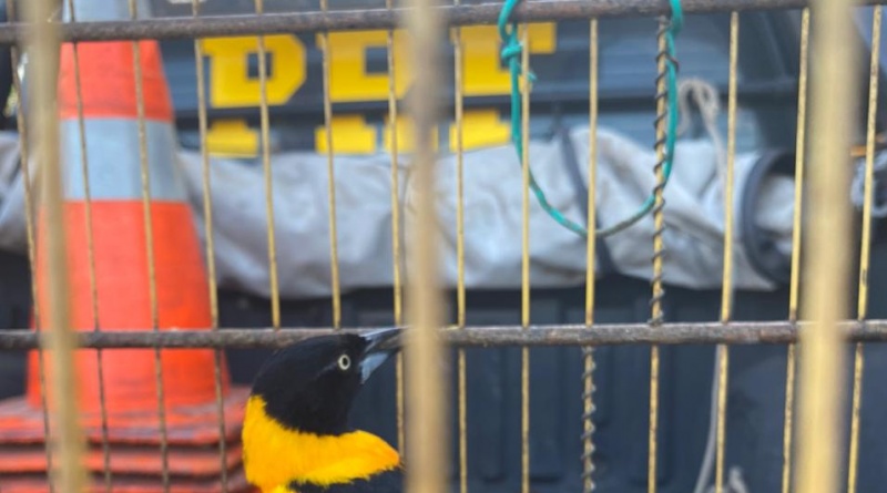 PRF apreende pássaros silvestres em condição de maus-tratos em Parnaíba