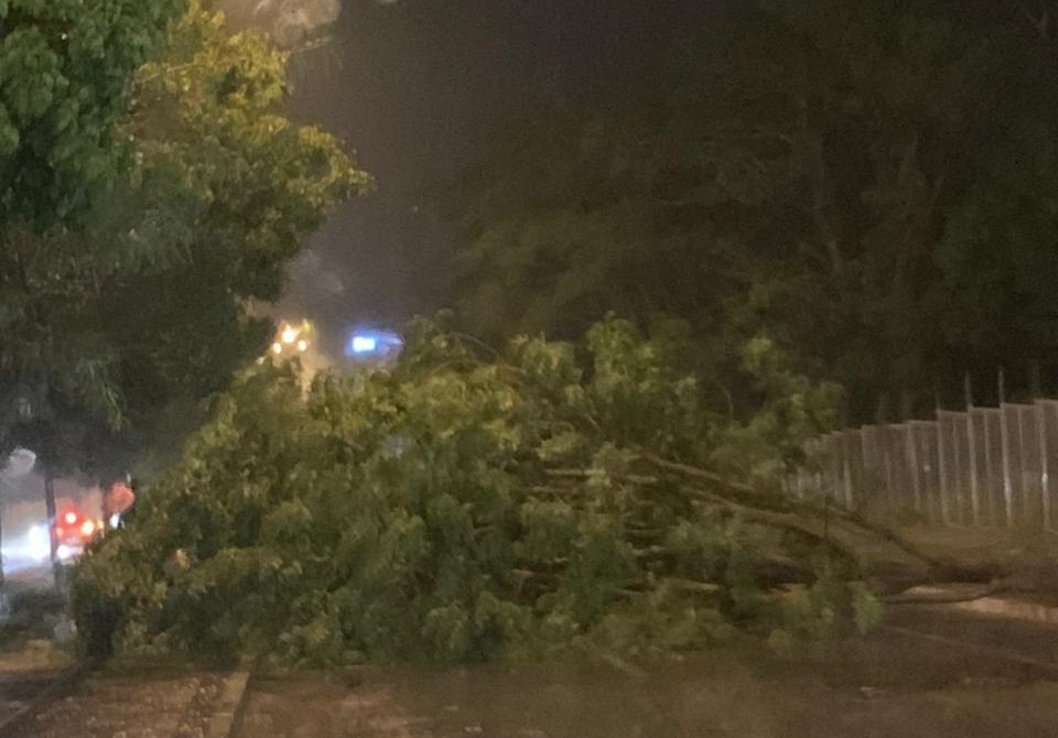 Árvores caem nas avenidas da cidade de Teresina, com os fortes ventos.