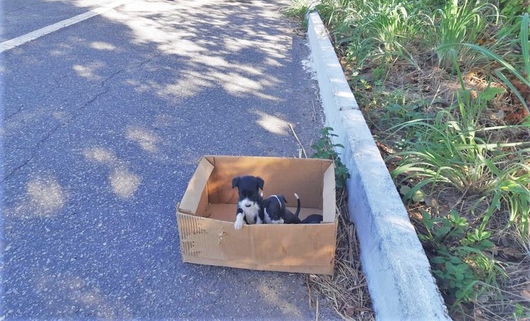PRF resgata cães abandonados em caixa na BR-343 na cidade de Piripiri