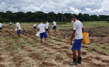 Detentos do Piauí trabalham em plantação de milho e reformas