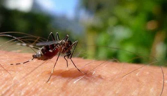 Mosquito Aedes aegypti