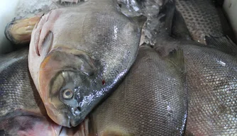Quaresma: movimento no Mercado do Peixe cresce e preços variam