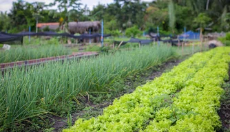 Hortas comunitárias e campos agrícolas geram renda para os teresinenses