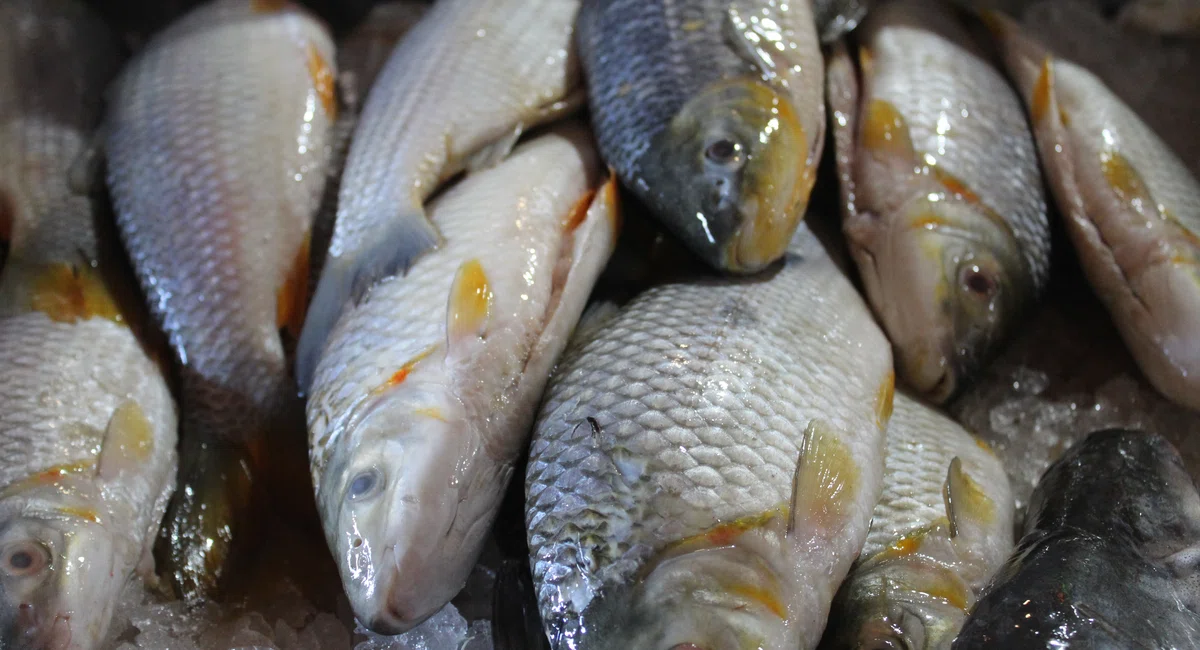 Mercado do Peixe de Teresina