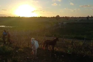 Operação Armentum recolhe 97 animais soltos em rodovias