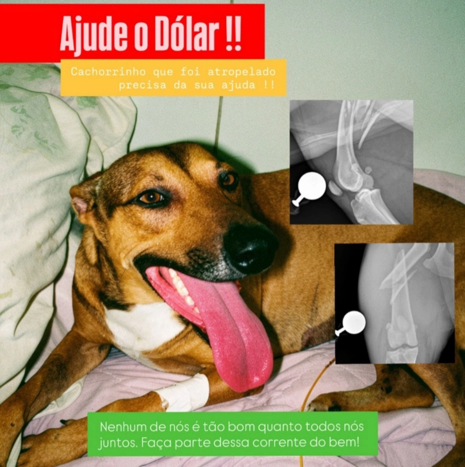 Apipa pede ajuda financeira para custear cirurgia de animal atropelado em Teresina