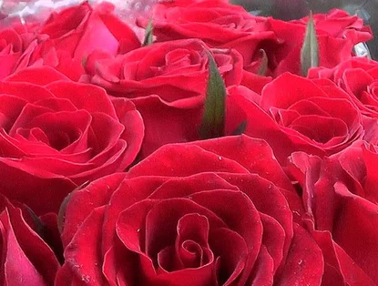 Flores encantam e impulsionam vendas no Dia dos Namorados em Teresina